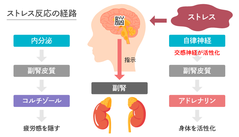 抗ストレスホルモン ストレス反応